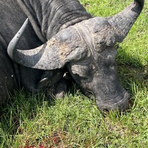 Nile Buffalo Hunt Uganda