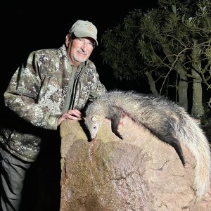 White-tailed Mongoose Hunting South Africa