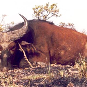 Western Buffalo Hunting Cameroon
