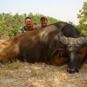 Western Buffalo Hunting Cameroon