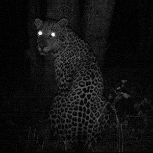 Leopard Trail Camera Mozambique
