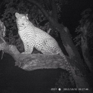 Leopard Trail Camera Mozambique