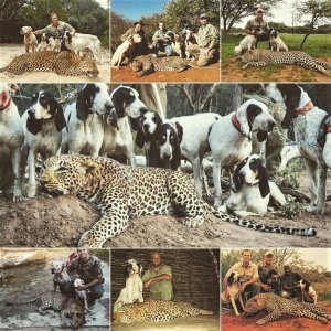 Hunting Leopard Over Hounds Mozambique