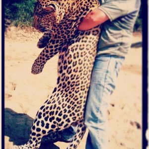 Hunting Leopard Mozambique