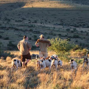Hunting Leopard Over Hounds Mozambique