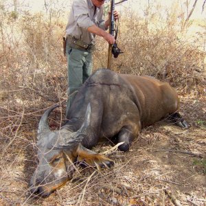 West African Savannah Buffalo Hunt