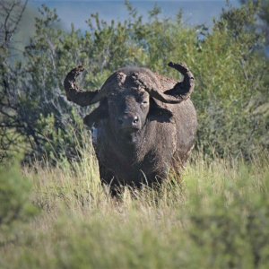 Cape Buffalo Freestate Province South Africa