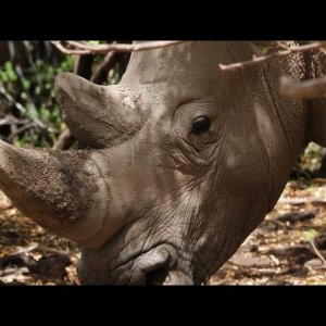 Hunting In South Africa With Lex Strauss SAFARIS