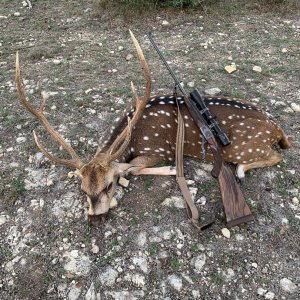 Axis Deer Hunt