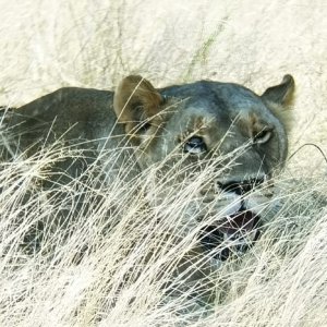 Blind Eye Lioness Kalahari South Africa