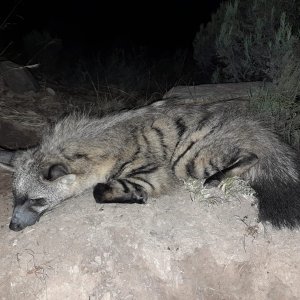 Aardwolf Hunt Karoo South Africa