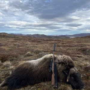 Hunting Muskox Greenland