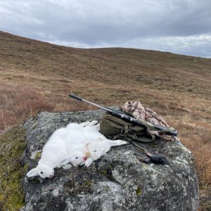 Hunting Arctic Hare Greenland