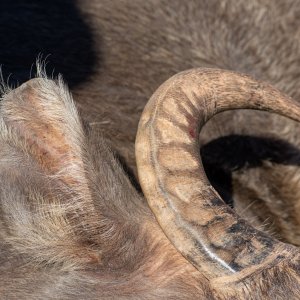 Water Buffalo Horn