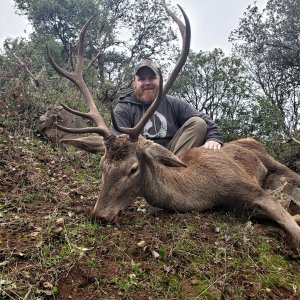 Red Deer Hunting Spain