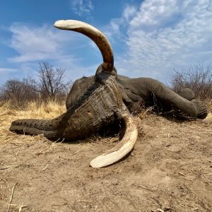 Elephant Bull Hunt Botswana