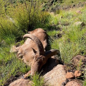 Barbary Sheep Hunting Eastern Cape South Africa