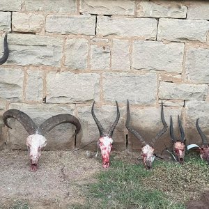 Trophy Hunting Eastern Cape South Africa