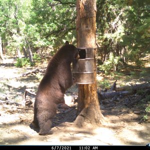 Bear Trail Camera