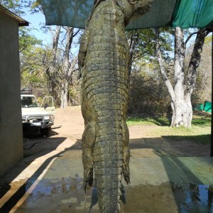Crocodile Hunt Mozambique