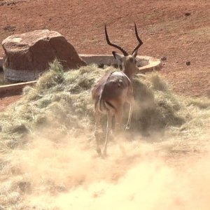 Impala Crossbow Hunt South Africa
