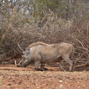 Warthog Crossbow Hunt South Africa