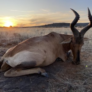 Hartebeest Hartebeest Hunt South Africa