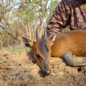 Red Flanked Duiker