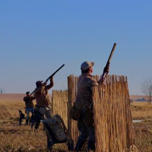 Wild waterfowl shooting South Africa