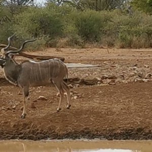 Super Wide Kudu Bull Bow Hunt
