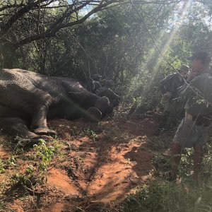 Forest Reserve Management Elephant Bull Hunt Zimbabwe