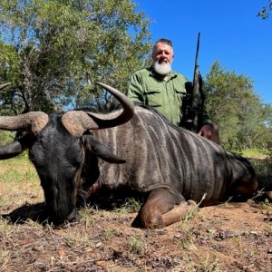 Blue Wildebeest, Limpopo SA