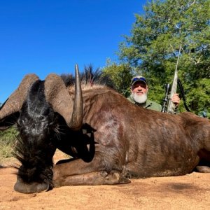 Black Wildebeest, Limpopo SA