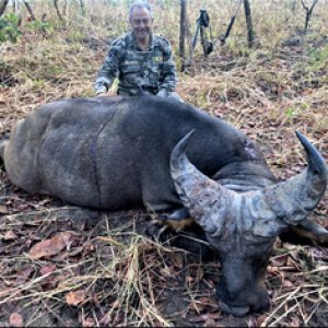 Western Buffalo Hunt Cameroon