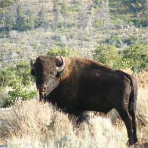 Bison Utah