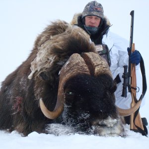 Barrenground Musk Ox Hunt North America