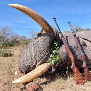 Elephant Hunting Bwabwata West Namibia