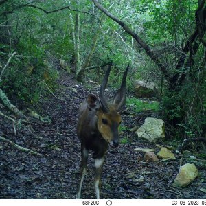 Bushbuck Trail Camera