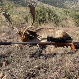 Fallow Deer Hunt Eastern Cape South Africa