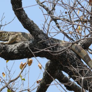 Monitor Lizard Natal South Africa