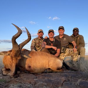 Red Hartebeest Hunt South Africa