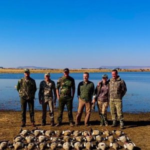 Wild Waterfowl shooting South Africa