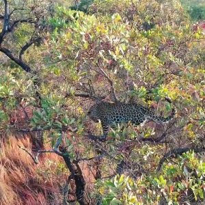 Leopard Over Hounds Drone Footage