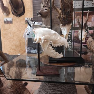 Brown Hyena Skull