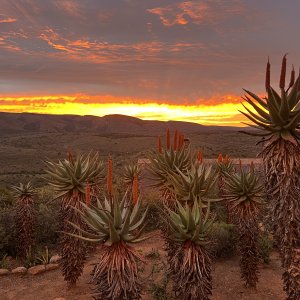 Sunset 7 Aloe Plants South Africa