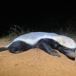 Honey Badger Hunt South Africa