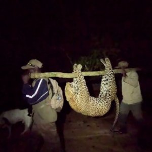 Leopard Hunted Over Hounds Mozambique