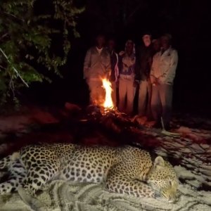 Leopard Hunt Over Hounds Mozambique