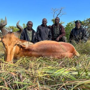 Lichtenstein's Hartebeest Hunt Mozambique