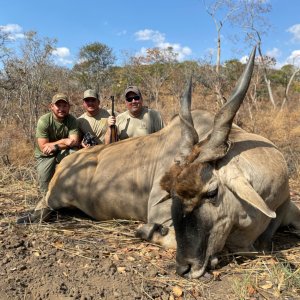 Eland Hunting Zimbabwe
